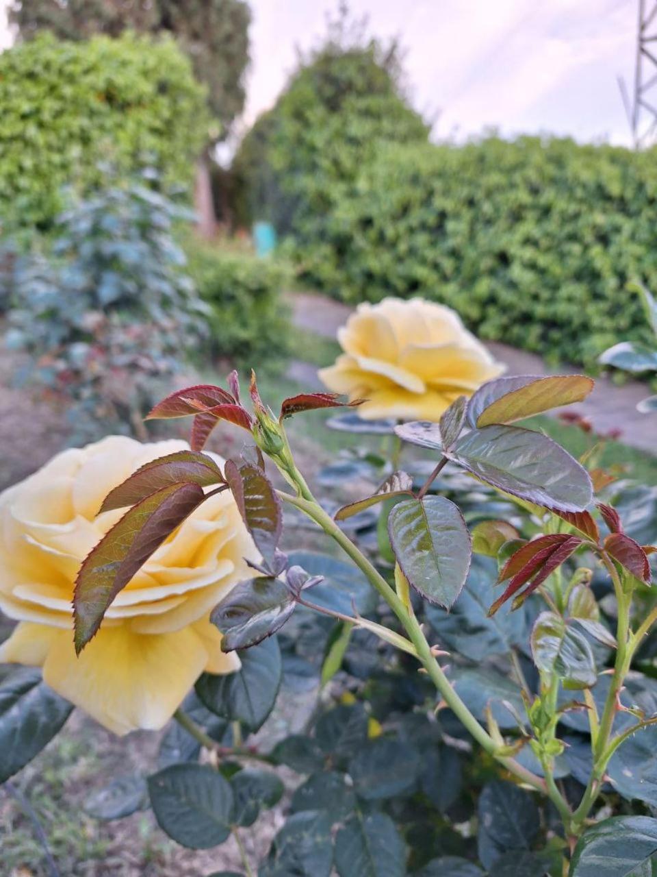 Santa Maria a Monte B&B Le Rose Di Paola מראה חיצוני תמונה